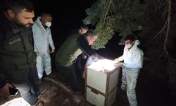 Sakarya’da kırmızı orman karıncaları ekolojik denge için yeni yaşam alanlarına taşındı