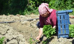 162 yıldır aynı "Ata Tohumu" ile ekiyorlar