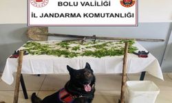 Bolu'da kenevir bahçesi oluşturan şüpheli tutuklandı