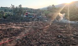 Sakarya'daki orman yangınında 5 dönüm alan kül oldu