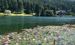 Bolu'da bu çiçeği koparmanın cezası 699 bin 197 lira