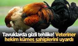 Tavuklarda gizli tehlike! Veteriner hekim kümes sahiplerini uyardı
