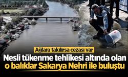 Nesli tükenme tehlikesi altında olan o balıklar Sakarya Nehri ile buluştu