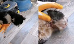 Kaynarca’da boğazı kesilmiş halde bulunan kedi tedavi altına alındı
