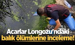 Acarlar Longozu'ndaki balık ölümlerine inceleme!