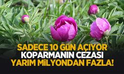 Bu çiçeği koparmanın cezası yarım milyondan fazla: Sadece 10 gün açıyor
