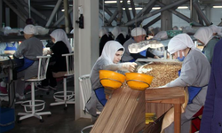 Fındık fiyatlarındaki düşüş sürüyor