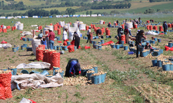 Soğan hasadı başladı; Tarlada kilosu 12-25 lira