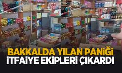 Bakkalda yılan paniği!