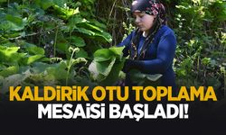 Ormanın gizli hazinesi: Kaldirik otu toplama mesaisi başladı