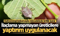 Sakarya'da kahverengi kokarcayla mücadelede kritik karar! İlaçlama yapmayan üreticilere yaptırım uygulanacak