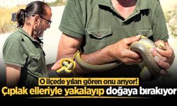 O ilçede yılan gören onu arıyor! Çıplak elleriyle yakalayıp doğaya bırakıyor