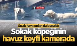 Sokak köpeğinin süs havuzu keyfi kamerada