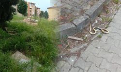 Adapazarı’nda TOKİ sakinlerinin yılan korkusu: "Valimiz sesimizi duysun"