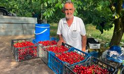 Napolyon cinsi kirazın hasadına başladı