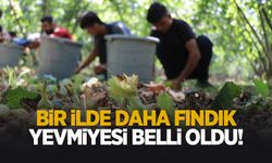 Fındık yevmiye ücretleri belli oldu