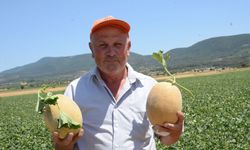 Medetli kavununun hasadı başladı