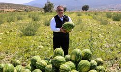 62 bin tonluk karpuz hasadı bekleniyor