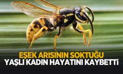 Eşek arısının soktuğu kadın hayatını kaybetti