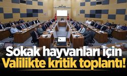 Sokak hayvanları için Valilikte kritik toplantı!
