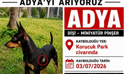 Korucuk Park'ta Kaybolan Minyatür Pinşer aranıyor