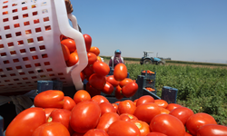 Domates tarlada 15 TL'den alıcı buluyor