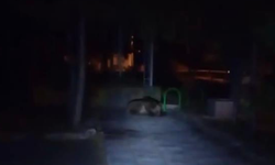 Çocuk parkına ayı girdi