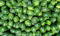 Osmaneli karpuzuna temiz raporu