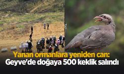 Geyve'de doğaya 500 keklik salındı