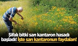 Şifalı bitki sarı kantaron hasadı başladı! İşte sarı kantaronun faydaları!