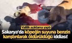 Sakarya'da köpeğin suyuna benzin karıştırılarak öldürüldüğü iddiası! Valilik açıklama yaptı