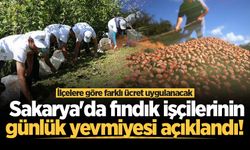 Sakarya'da fındık işçilerinin günlük yevmiyesi açıklandı! İlçelere göre farklı ücret uygulanacak