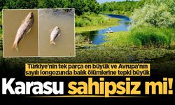 Acarlar Longozunda balık ölümlerine tepki büyük: Karasu sahipsiz mi!