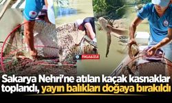 Sakarya Nehri'ne atılan kaçak kasnaklar toplandı, yayın balıkları doğaya bırakıldı