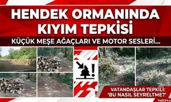 Hendek’te meşe ormanında 'seyreltme' tartışması