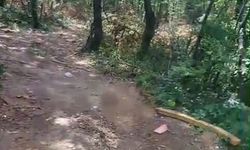 Hendek ormanlarında kritik dönüşüm: "Vahşi değil planlı"