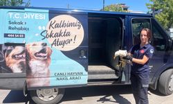 Hendek'te itfaiye ekipleri yaralı martıyı kurtardı