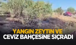 Pamukova'da yangın: Zeytinliğe sıçradı
