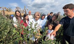 Bakan Göktaş yaban mersini topladı