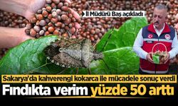 Sakarya'da kahverengi kokarca ile mücadele sonuç verdi: Fındıkta verim yüzde 50 arttı