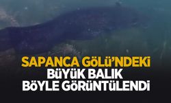 Sapanca Gölü'nde büyük balık böyle görüntülendi