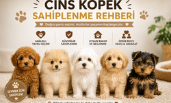 Cins Köpek Sahiplenmeden Önce Nelere Dikkat Edilmeli? Yavru Seçme Rehberi