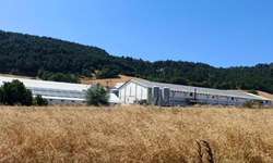 Hindi çiftliğinde yangın