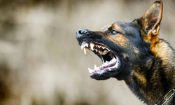 Köpek saldırısı kararı: Yüzde 37 malul kalan kadına 637 bin lira tazminat