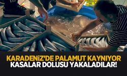 Kasalar dolusu palamut yakaladılar!