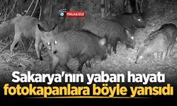 Sakarya'nın yaban hayatı fotokapanlara böyle yansıdı