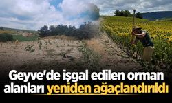 Geyve'de işgal edilen orman alanları yeniden ağaçlandırıldı