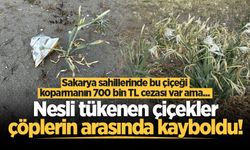 Sakarya sahillerinde koparmanın cezası 700 bin lira olan kum zambakları çöpler arasında