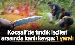 Kocaali'de fındık işçileri arasında kanlı kavga: 1 yaralı