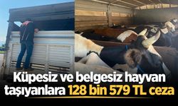 Küpesiz ve belgesiz hayvan taşıyanlara 128 bin 579 TL ceza